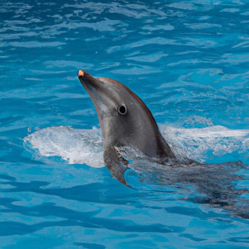 Can Dolphins Breathe Out Of Water